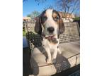 Adopt Jack a Standard Poodle, Treeing Walker Coonhound