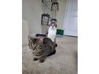 Adopt Paul and Ringo a Tabby