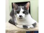 Adopt Delray a Domestic Short Hair