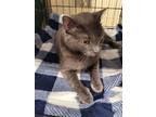 Adopt Manuka a Domestic Short Hair