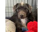 Adopt Skunk a Terrier, Mixed Breed
