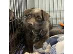 Adopt Remi a Terrier, Mixed Breed