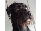 Adopt Jameson a Schnauzer, Vizsla