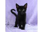 Adopt Rex a Domestic Short Hair