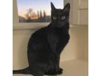Adopt Mr. Whiskers a Domestic Short Hair