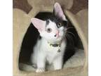 Adopt Sylvester a Domestic Short Hair