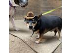 Adopt Eddie a Miniature Pinscher, Dachshund