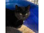 Adopt Jett a Domestic Short Hair