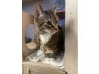 Adopt Chance a Domestic Short Hair