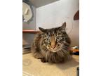 Adopt Fluff a Domestic Long Hair, Domestic Short Hair