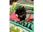 Adopt Charlie a Domestic Short Hair