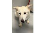 Adopt Deuce a Australian Shepherd, Husky