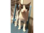 Adopt mr kitty a Domestic Short Hair