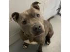 Adopt Laker a Pit Bull Terrier