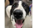 Adopt Scott a Border Collie