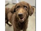 Adopt Harry a Irish Wolfhound