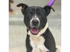 Adopt Bitty a Pit Bull Terrier