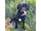 Adopt Duke a Black Labrador Retriever