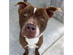 Adopt Buster a Pit Bull Terrier