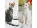 Adopt BONDED PAIR: Vin and Albie a Domestic Short Hair