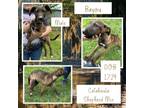 Adopt Bayou a Catahoula Leopard Dog, German Shepherd Dog