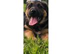 Adopt Data a Australian Cattle Dog / Blue Heeler, German Shepherd Dog