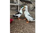 Adopt Arty a Duck