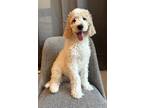 Adopt Macaroni a Goldendoodle