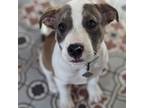 Adopt Columbus a Pit Bull Terrier