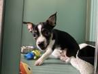 Adopt Blitzen a Rat Terrier