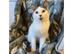 Adopt Murchie a Domestic Short Hair