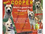 Adopt Cooper a German Shepherd Dog, Golden Retriever