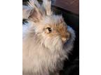 Adopt Marchy a Angora Rabbit