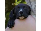 Adopt Thumper a Black Labrador Retriever, Mixed Breed