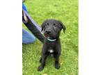 Adopt Guinness a Labrador Retriever, Shepherd