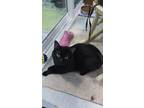 Adopt Skeletor a Domestic Short Hair