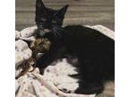 Adopt Blackberry a Domestic Short Hair