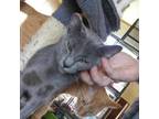 Adopt Talon a Russian Blue