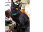 Adopt Anubis a Domestic Short Hair