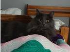 Adopt Fuzzy a Domestic Medium Hair