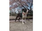 Adopt Blooper a Bull Terrier, Mixed Breed