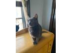 Adopt Cloud a American Shorthair