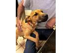 Adopt Palmer a Labrador Retriever