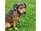 Adopt Marty a Mixed Breed