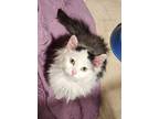 Adopt Chapo a Domestic Long Hair