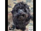 Adopt Pip a Miniature Poodle, Shih Tzu