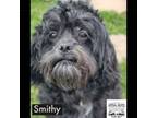 Adopt Smithy a Miniature Poodle, Shih Tzu