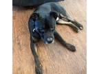 Adopt Kane a American Staffordshire Terrier, Labrador Retriever