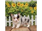 Pembroke Welsh Corgi Puppy for sale in Burlington, MI, USA