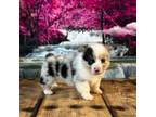 Pembroke Welsh Corgi Puppy for sale in Burlington, MI, USA